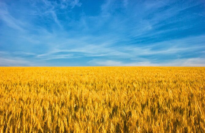 見渡す限り続く黄金の小麦畑と青い空