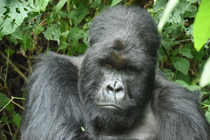 筆者が撮影中にみつけたイギシャという名前の「モテるオスゴリラ」