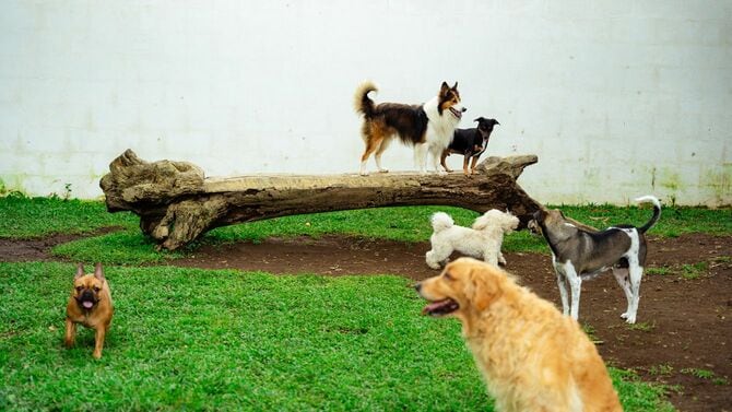 ドッグパークで遊ぶさまざまな犬