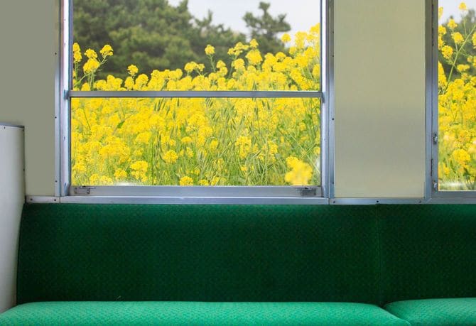 電車の窓から見える花