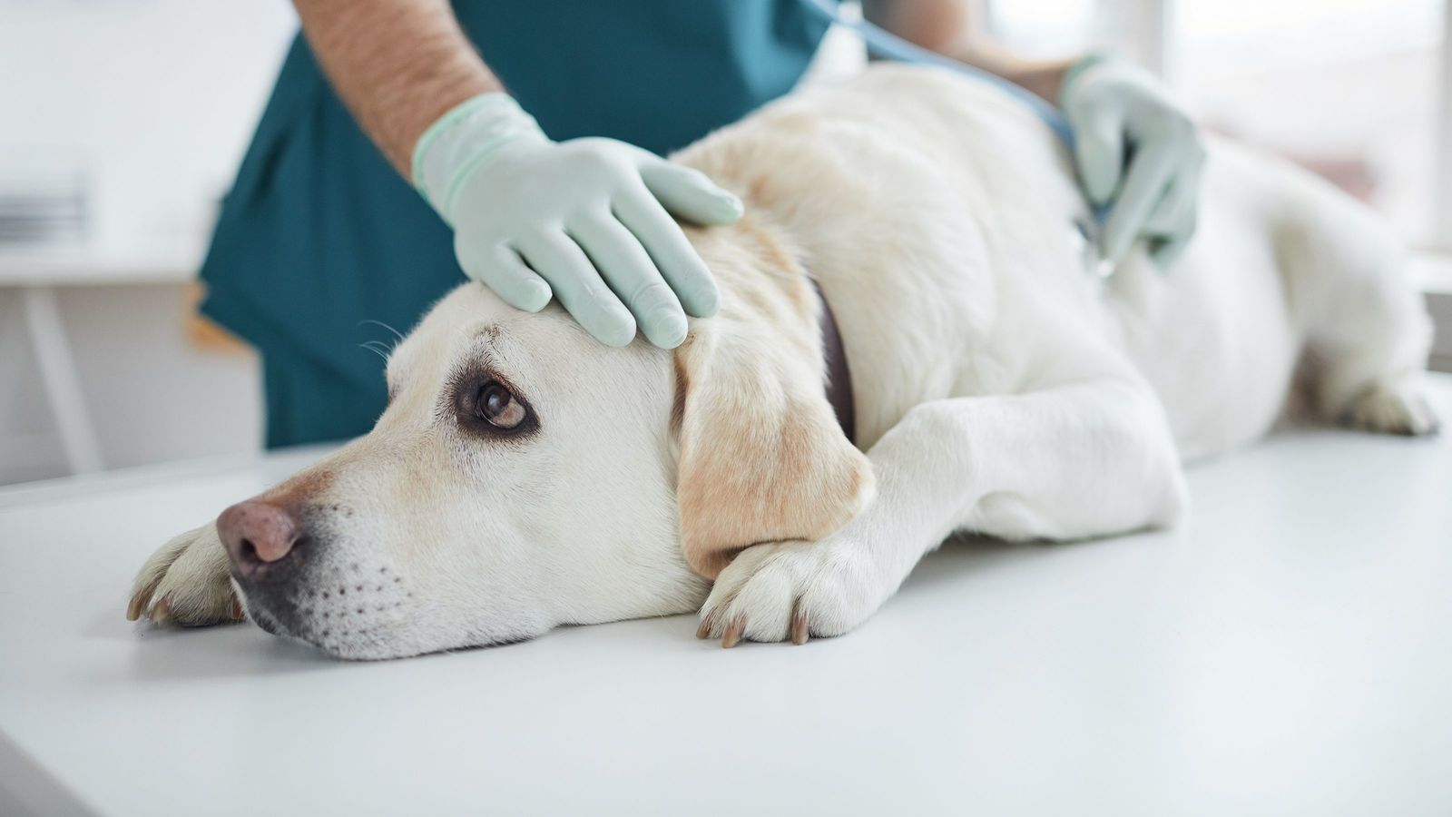 ｢犬が急病なので休みます｣と言えるか…精神科医が驚いた主張を円満に通す"すごいコミュニケーション" ｢自分を犠牲にしなくても信頼関係は築ける｣