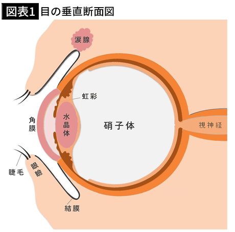 【図表1】目の垂直断面図