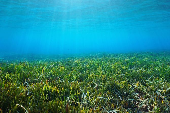 海底ネプチューン草ポジドニア海洋水中