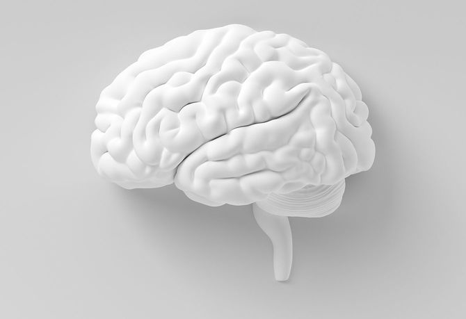 脳のサンプル