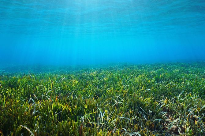 海底ネプチューン草ポジドニア海洋水中