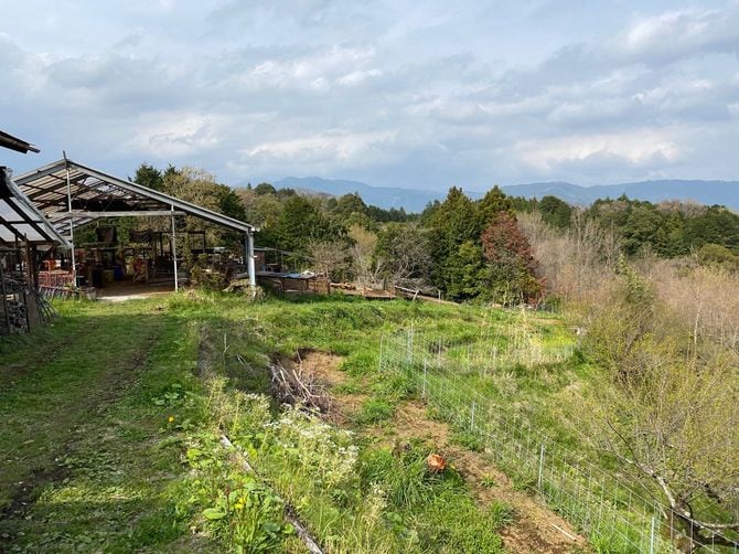 野に生える草も豚の餌になる