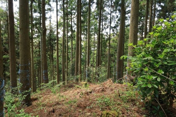 “猿が馬場”から余呉湖のある西方面