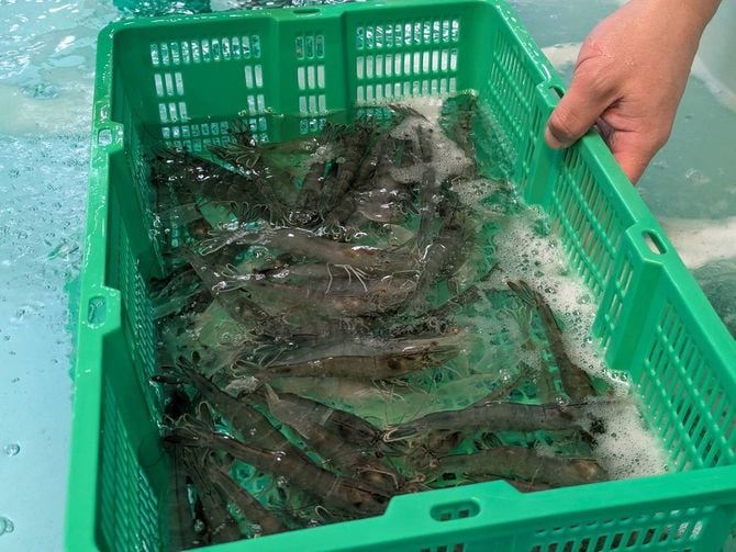 出荷直前の陸上養殖されたバナメイエビ。出荷前はエサを抜くことで甘みを際立たせる