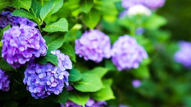 青いアジサイの花