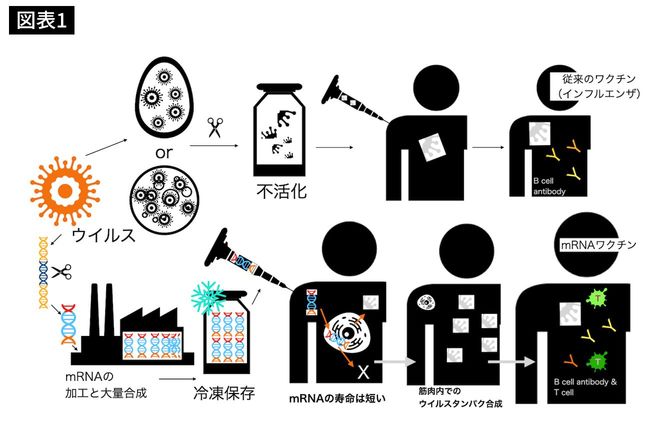 従来のワクチンとmRNAワクチン