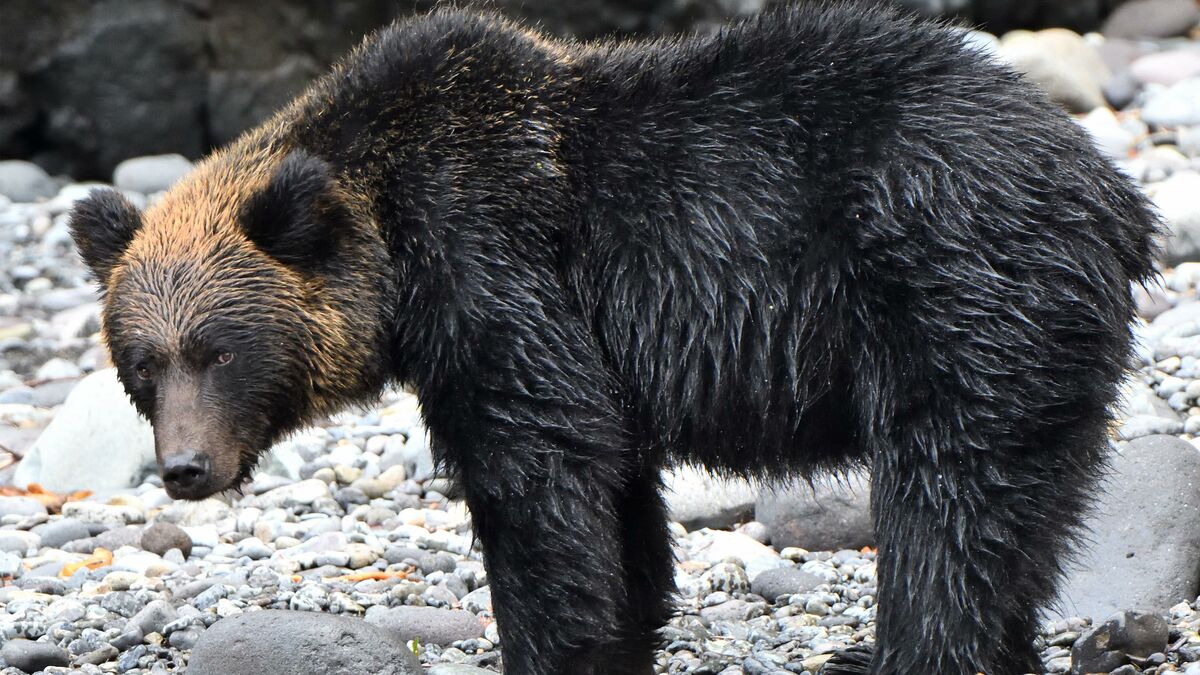 なぜ約100年前の北海道でも｢クマ被害｣は急増したのか…ヒグマを甘くみた｢にわか猟師たち｣を襲った惨劇 胃袋から｢軍手をはいたままの指｣が出てきた |  PRESIDENT Online（プレジデントオンライン）