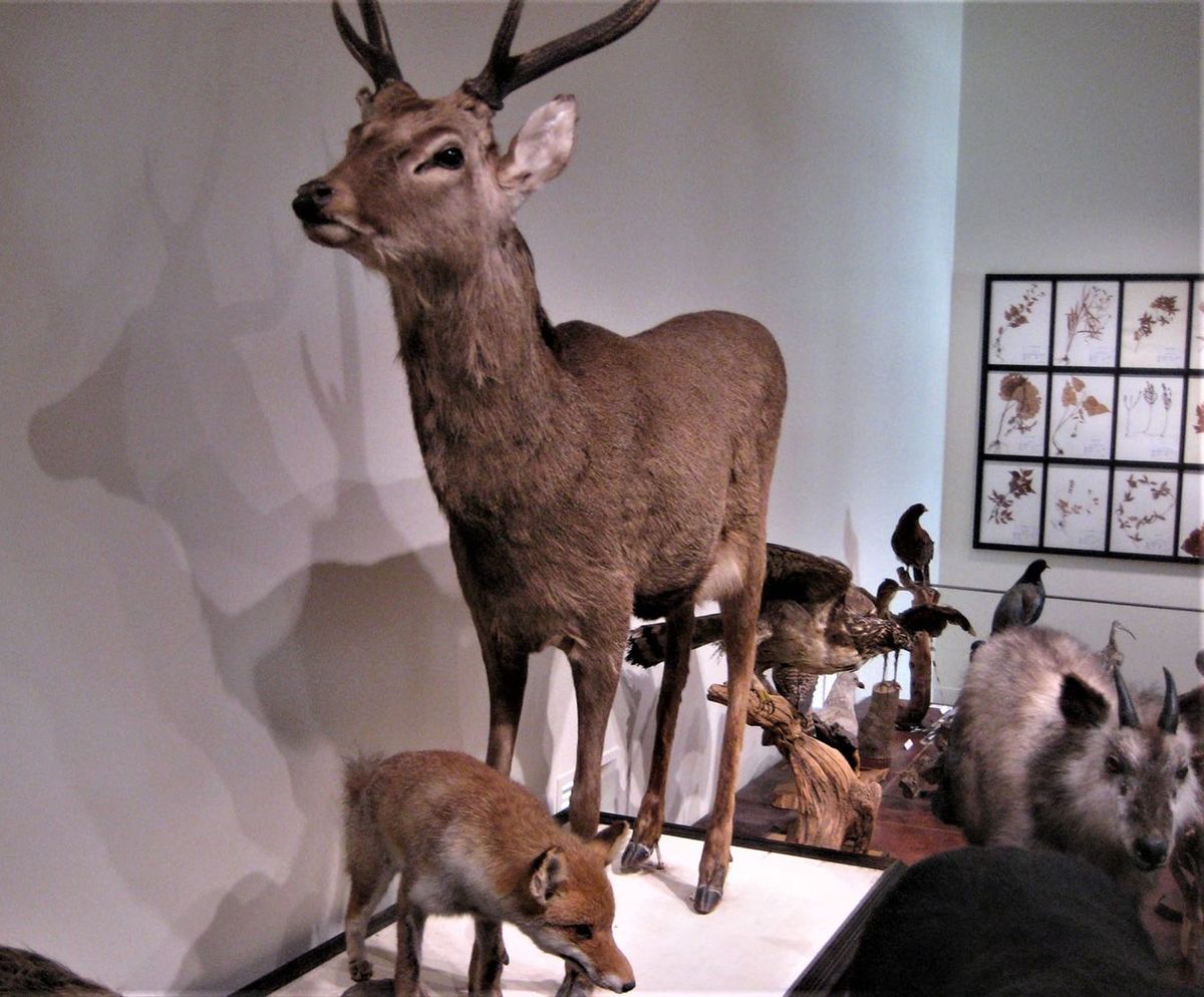 静岡県の博物館施設に展示されたニホンジカの剥製