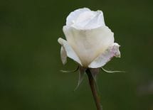 一人で死ぬ人は「かわいそうな人」なのか