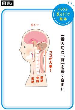 【図表3】一番大切な「首」を長く自由に