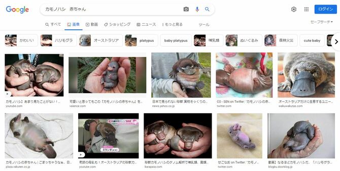 「カモノハシ　赤ちゃん」でグーグル検索した結果。