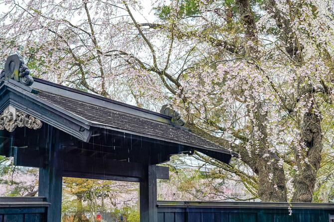日本風の門と桜