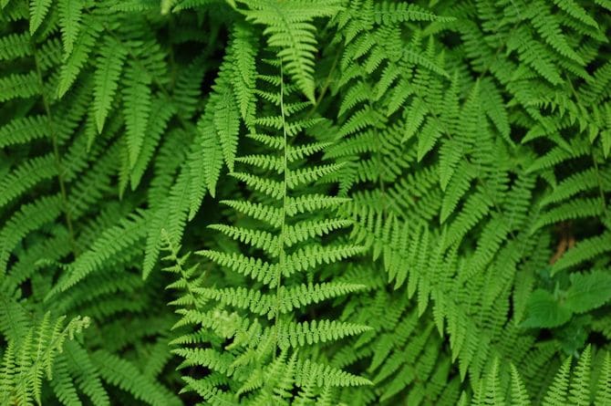 植物のイメージ