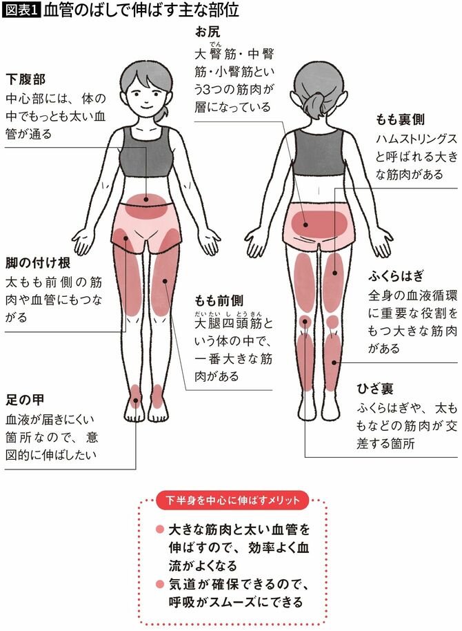 【図表1】血管のばしで伸ばす主な部位