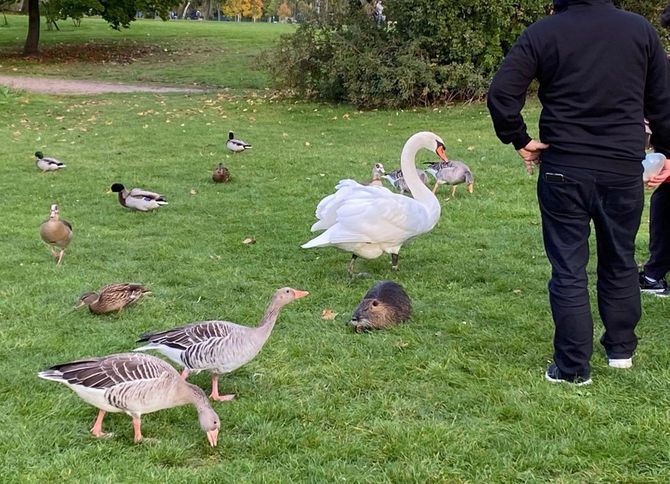 ドイツの公園の動物たち。人間を怖がらない