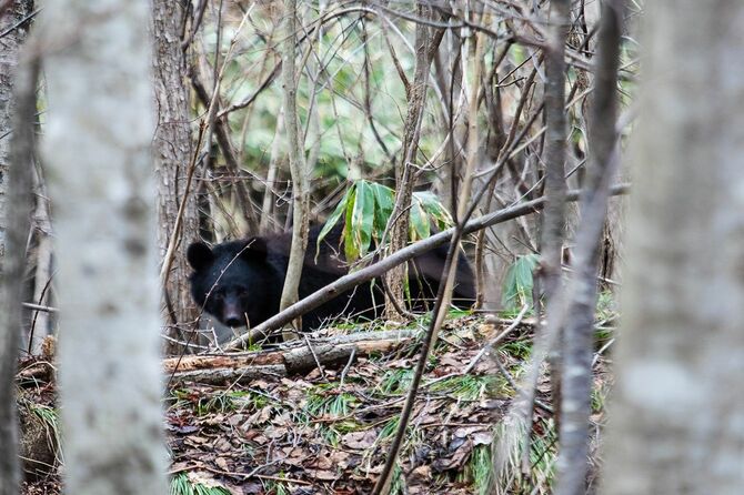 森の中の野生の日本ツキノワグマ