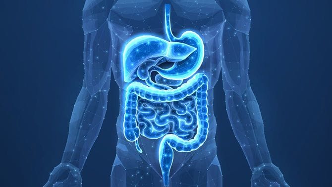 ヒトの消化器官