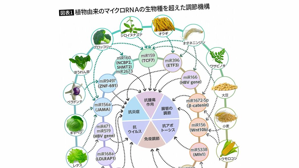 食べるだけで日本人に特有の"長寿菌"が腸内で増加する…古くから親しまれている発酵食品の名前