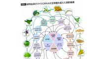 食べるだけで日本人に特有の"長寿菌"が腸内で増加する…古くから親しまれている発酵食品の名前