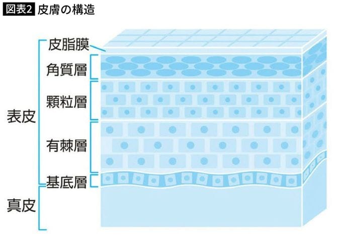 皮膚の構造