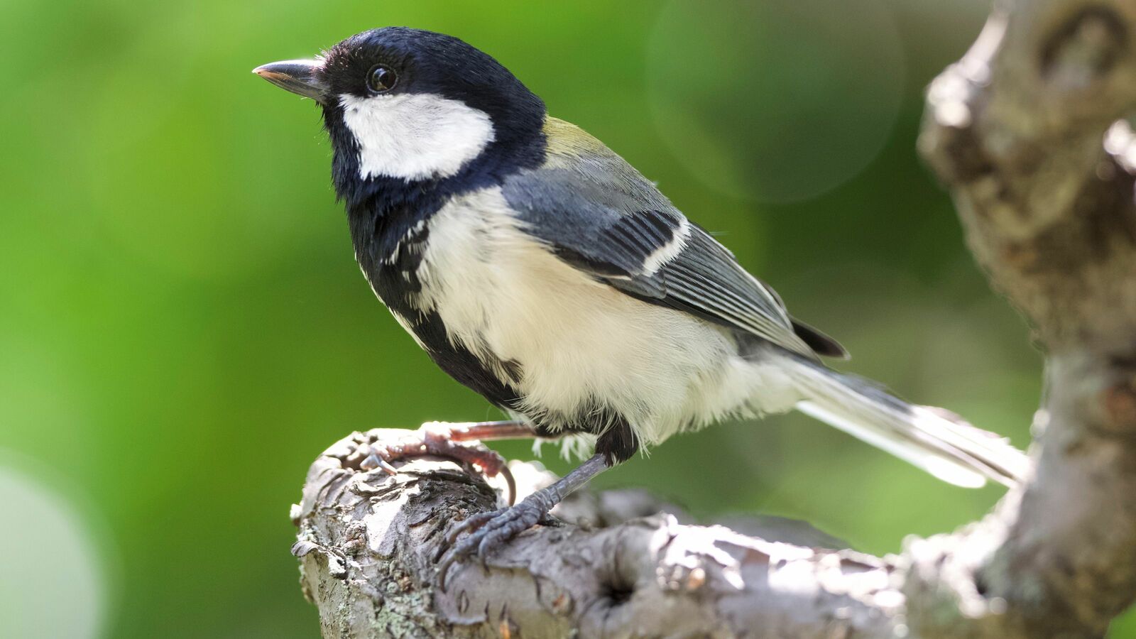 ｢ピーツピ･ヂヂヂヂ｣は｢警戒し･集まれ!｣だ…シジュウカラが文法を持つことを証明した"ルー語の実験" 文法を持っているのはヒトだけではなかった