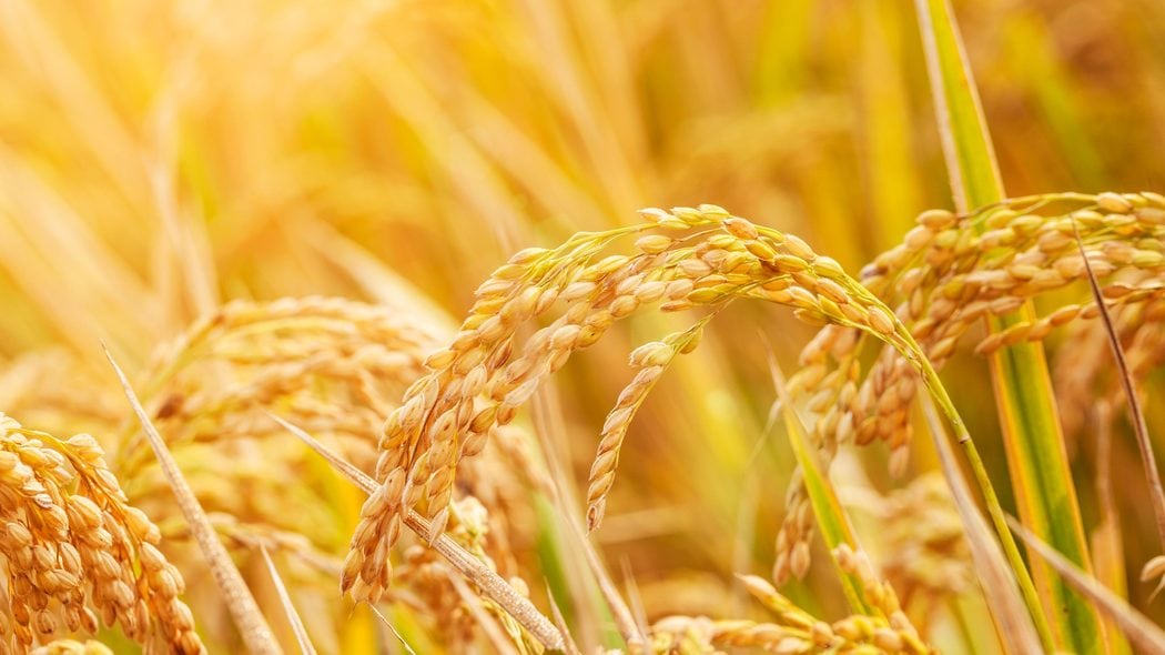 今秋以降のコメ価格はどうなるか…政府が打ち出した｢米増産方針｣に､現役農家の頭を真っ先によぎった懸念点 余剰部分をどう担保していくべきか