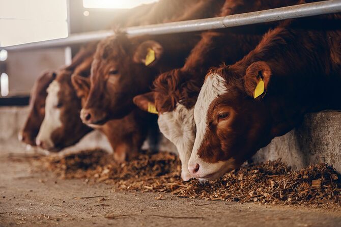 食べ物を食べる動物農場の子牛をクローズアップ