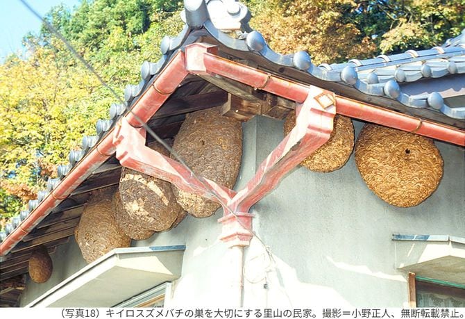 （写真18）キイロスズメバチの巣を大切にする里山の民家。撮影＝小野正人、無断転載禁止。