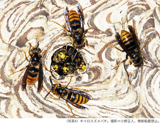 （写真4）キイロスズメバチ。撮影＝小野正人、無断転載禁止。