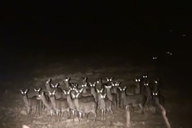 伊豆地域のニホンジカの群れ