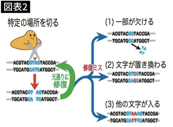 ハサミの役割を果たす酵素がDNAを切断し、修復ミスが起きた場合に、そこにある遺伝子の性質が変わる