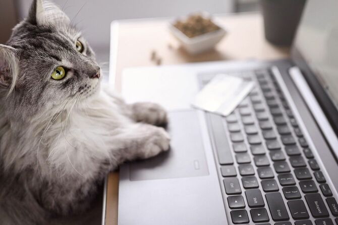 ノートパソコンのモニタを見つめる猫、その手はキーボードの上にあり、隣にはクレジットが