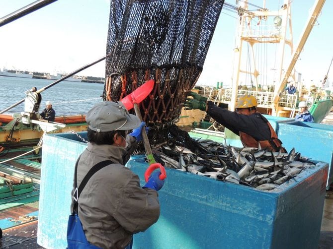 水揚げ量は少なくないが食用に向かない小型ばかりのサバ（宮城県石巻漁港）
