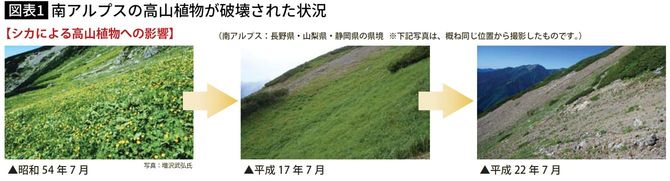 南アルプスの高山植物が破壊された状況（環境省パンフレットより）