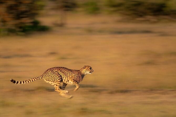 草原を駆け巡るチーター