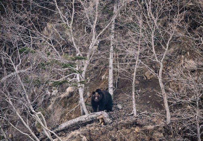 北海道のヒグマ