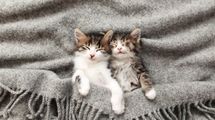 ｢子猫の動画｣を1分見るだけで集中力が戻ってくる…最新研究でわかった”コーヒー以外”の知られざる回復法