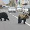 クマは明確に｢人間を食べるため｣に住宅街に現れている…80年間の新聞を分析して判明｢令和グマ｣の異常さ
