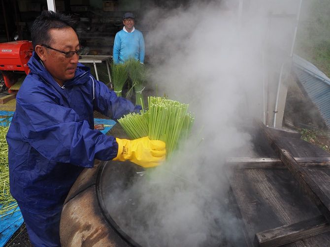 収穫したホウキモロコシを釜茹でにする。穂先から、茎の部分からそれぞれ十数秒間。あっと言う間に鮮やかな緑色に変わった
