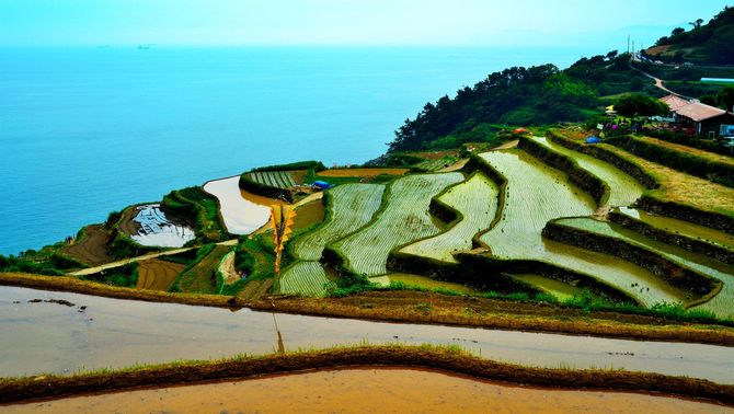 南海棚田