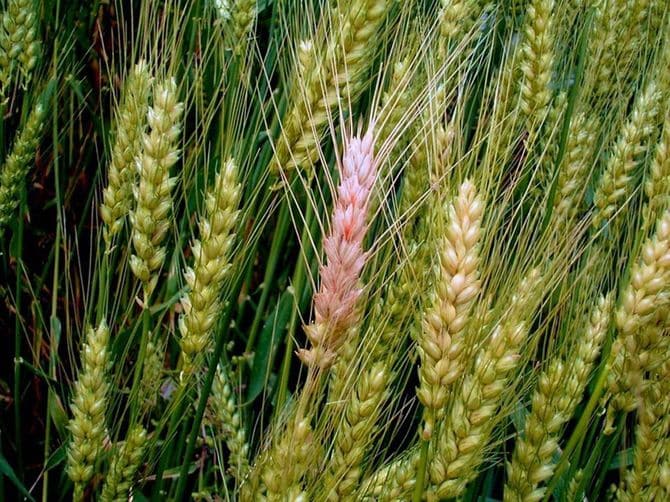 赤かび病にかかった小麦