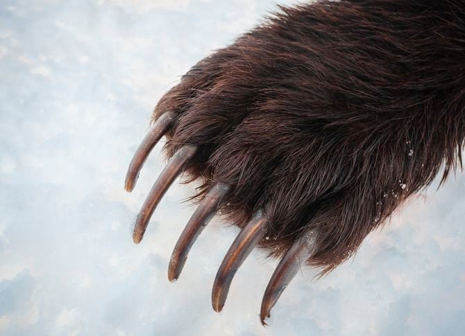 ヒグマの力強い右前足と爪