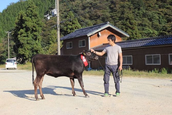 田中さんと肉牛