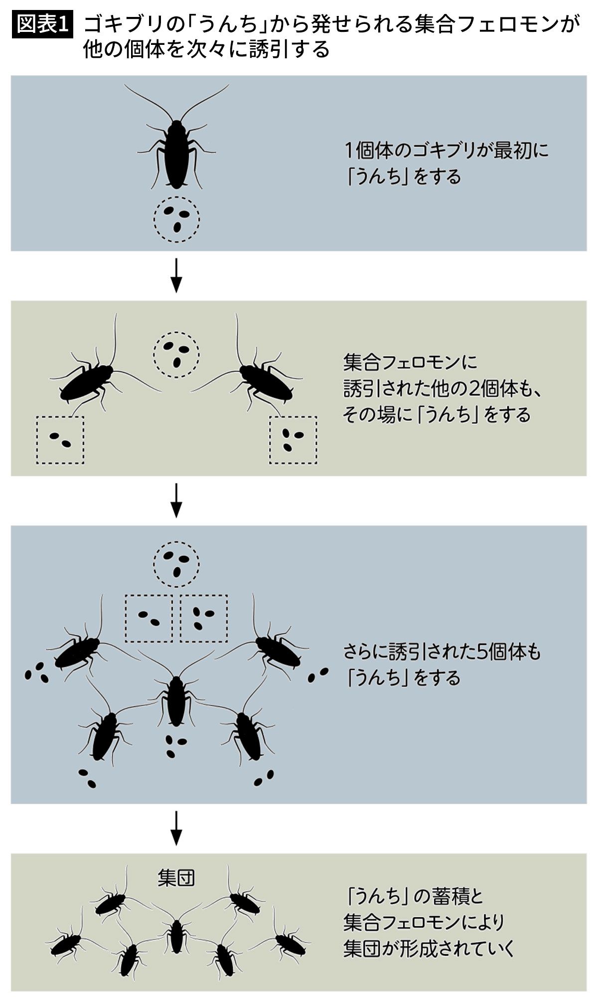 【図表1】ゴキブリの「うんち」から発せられる集合フェロモンが他の個体を次々に誘引する