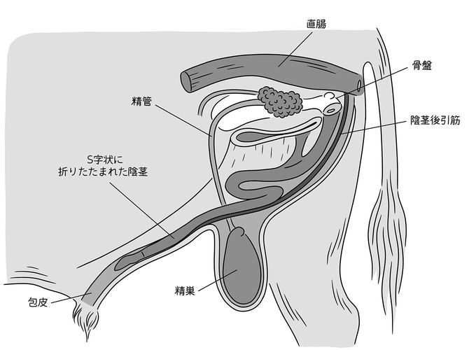 出典=『クジラの歌を聴け』、イラスト=芦野公平