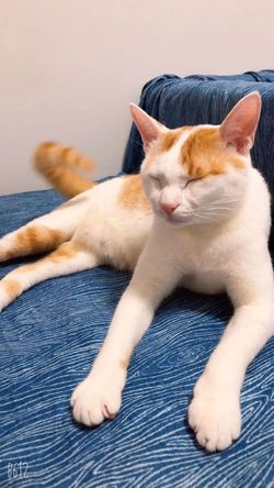 深圳市の女性が飼っている中華田園猫